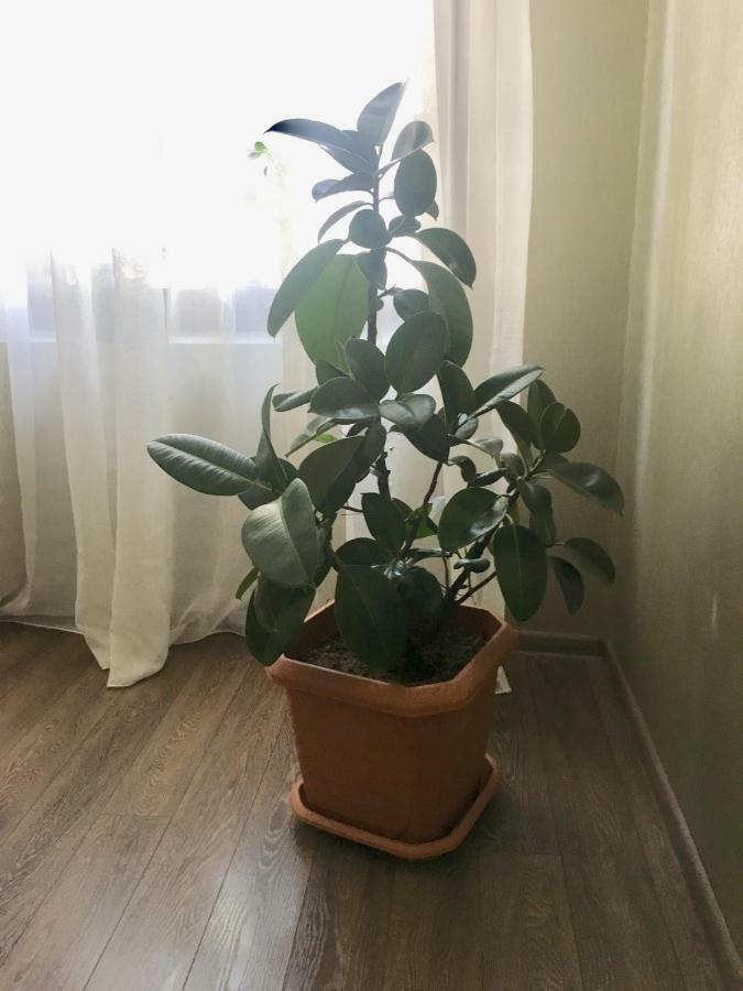 Cheap And Chic Appartement Batoemi Buitenkant foto